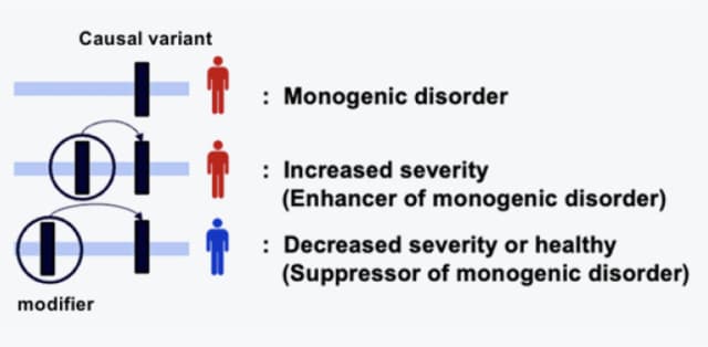 Impact of causal variants and modifiers on the severity of monogenic diseases